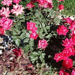 Meet your Posher, Mac